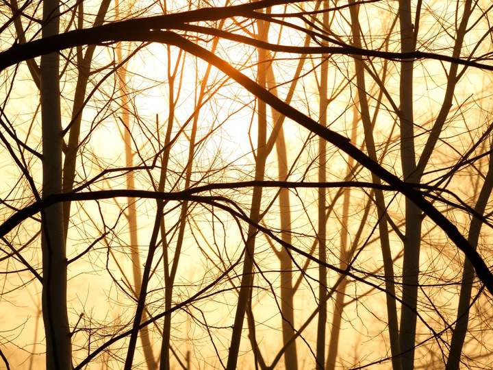 First light through bare branches