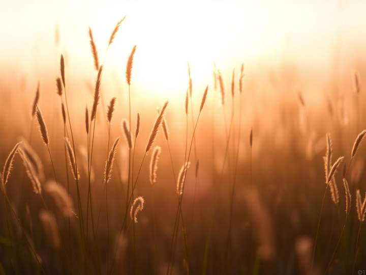 Meadow grasses backlit by a low sun